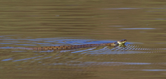 Grass Snake Swimming 2