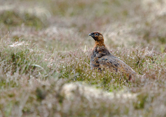 Male Red Grouse 3 16-6-15