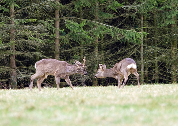 2 Male roe Deer    1 28-3-15
