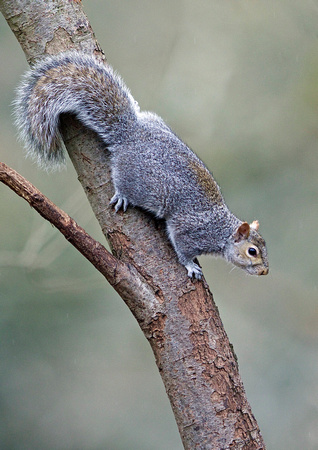 Grey Squirrel 1          11-4-15