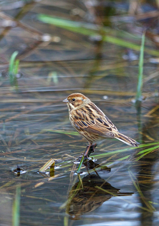 F/M Reed Bunting TW 1 4-2-15