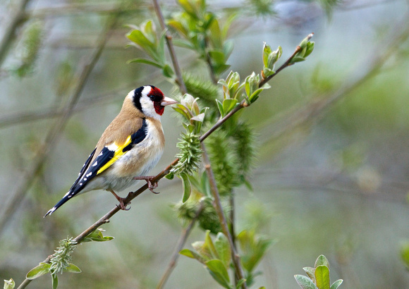 Goldfinch 5 1-5-15