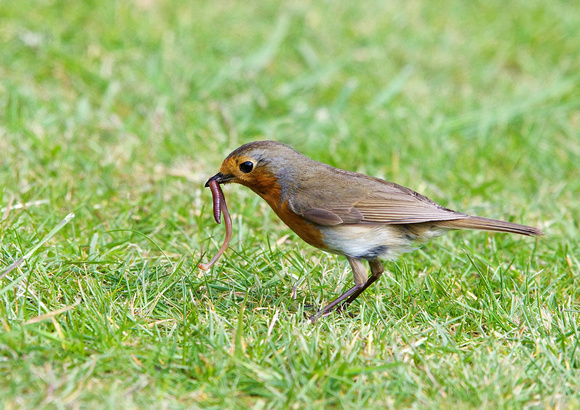 Robin with Worm 15-5-15