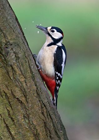 Great Spotted Woodpecker1 9-1