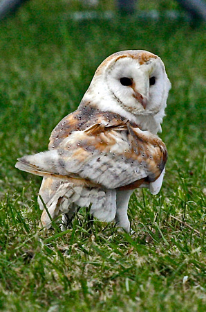 Barn Owl 1 27-5-15