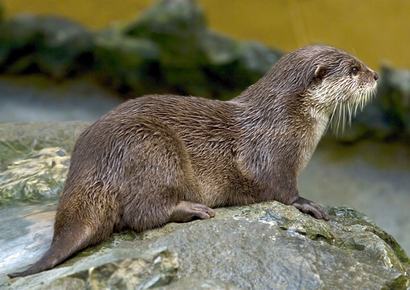 Otter on the Rock's