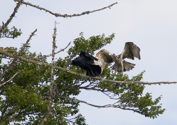 Osprey + Crow 2