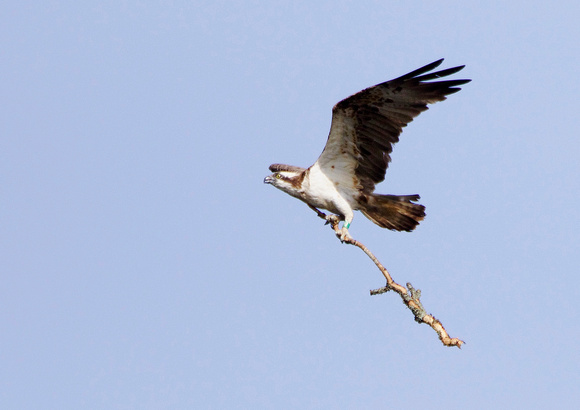 Osprey With Nest Material 1