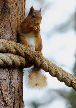 Red Squirrel 3-15-6-15