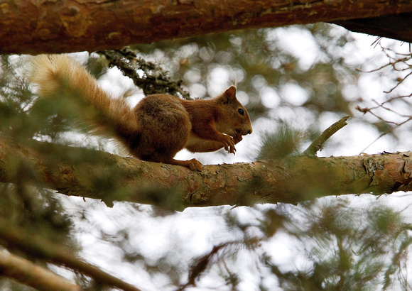 Red Squirrel 4-15-6-15
