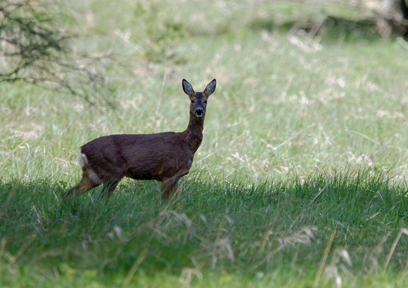 Female Roe Deer 1 16-6-15