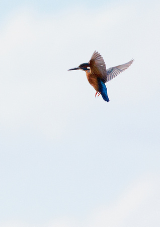 Hovering Kingfisher 27-6-15