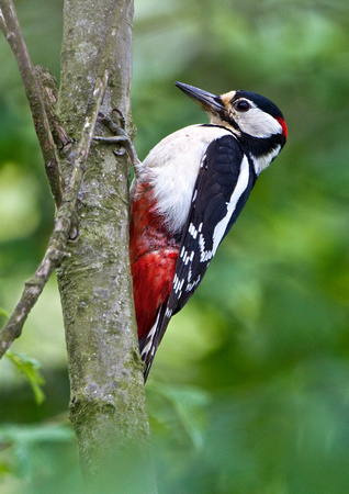 Great Spotted Woodpecker23M
