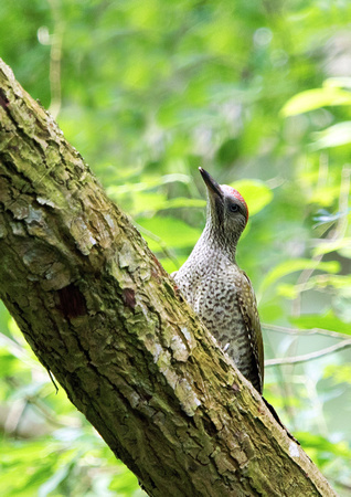 Green Woodpecker 1 14-7-15