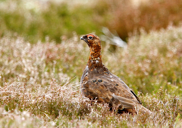 Male Grouse 2 30-8-15