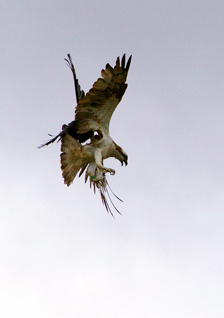 Osprey Chased by Crow 28-8-15