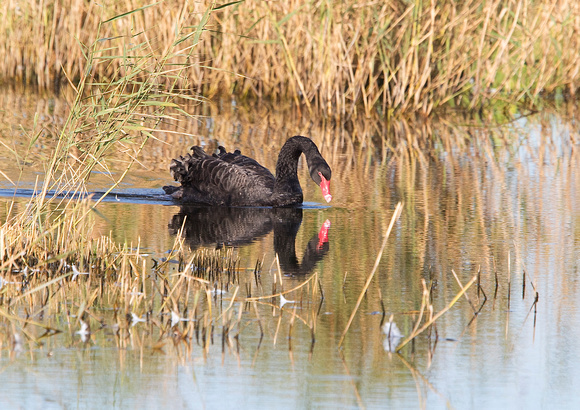 Black Swan 1 28-9-15