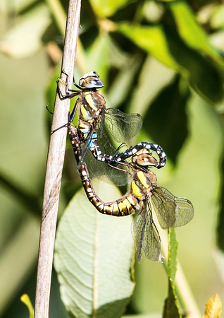 Dragonfly's 28-9-15