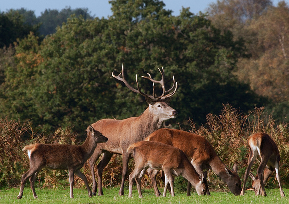 Stag with Hind's 11-10-15