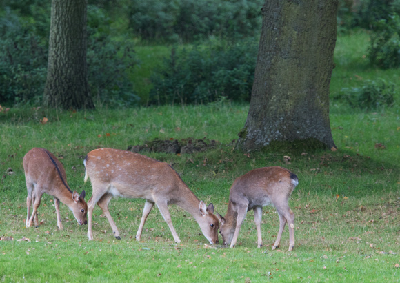 Sika Deer with young 13-10-15
