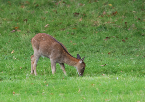 Young Sika Deer 3 13-10-15