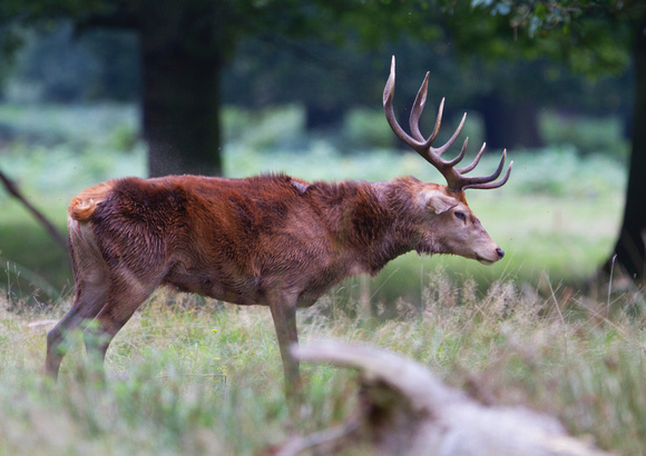 Stag Shaking 16-10-15