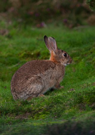 Dunwich Heath Rabbit
