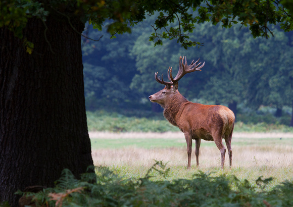 Dunwich Heath Deer 3