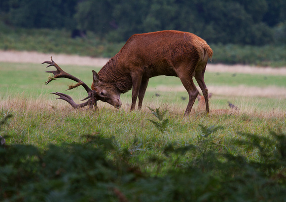 Dunwich Heath Deer 4