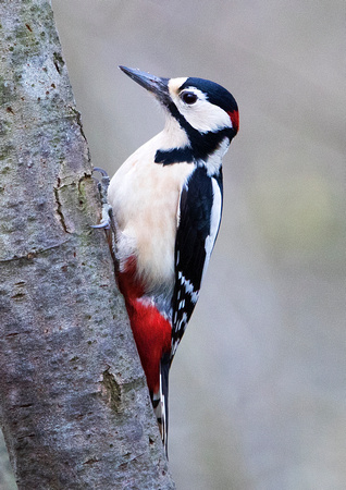 Woodpecker 1 25-1-16