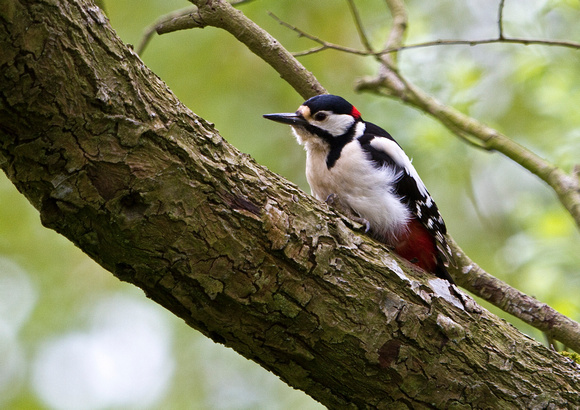 Great Spotted  Woodpecker  2M