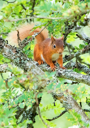 Red Squirrel 4 17-8-16