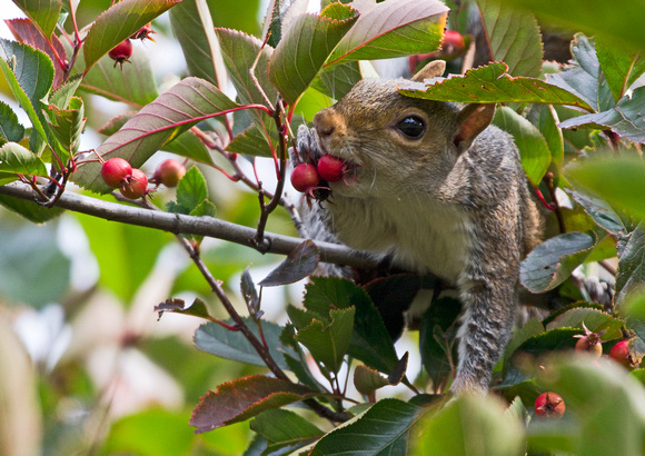 Grey Squirrel Eating Berries