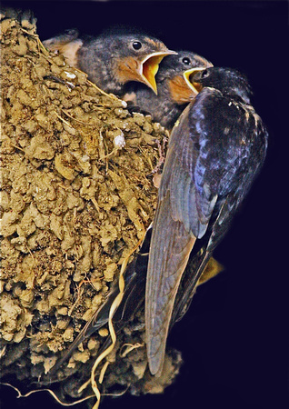 Swallow's Feeding