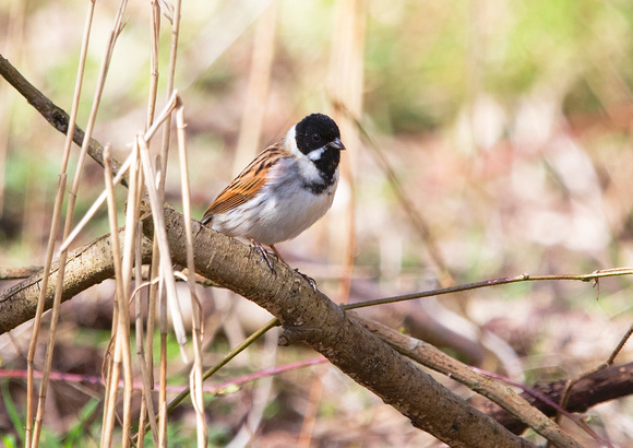 Male Reed Bunting 2 30-3-16