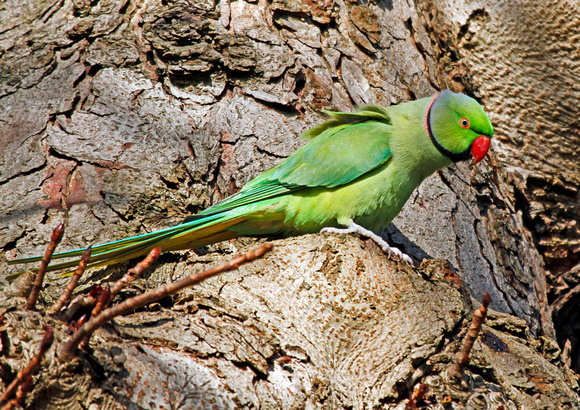 Ring-necked          Parakeet