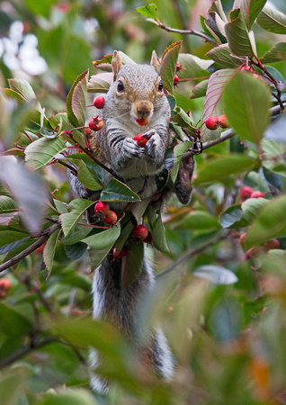 Grey Squirrel Pinching Berries