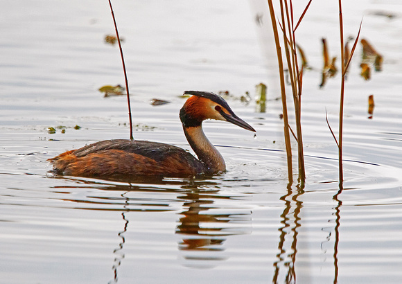 Great Crested Grebe 4 8-4-16