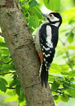 Juvenile Woodpecker 3 19-6-16