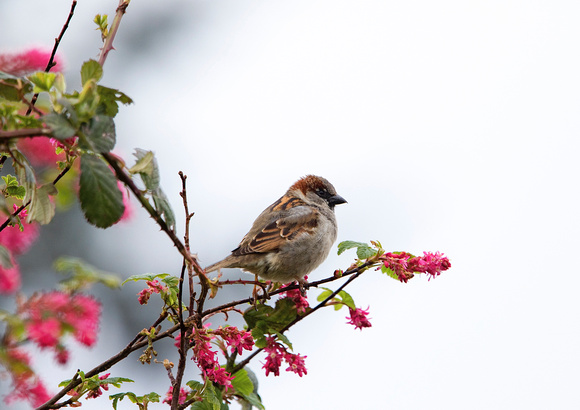 Juvenile Sparrow 13-4-16