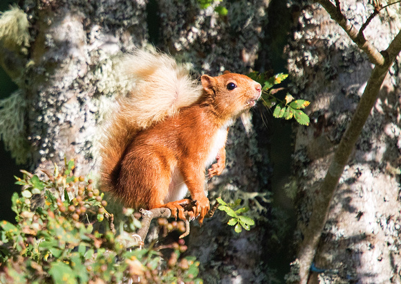Red Squirrel 8 17-8-16