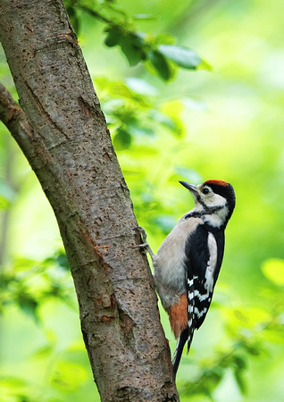 Juvenile Woodpecker 1 12-6-16