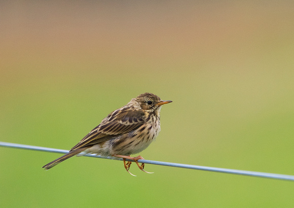 Meadow Pipit 17-8-16