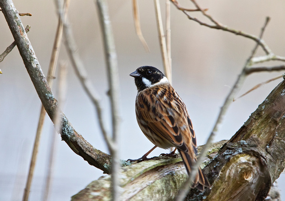Male Reed Bunting 1 30-3-16