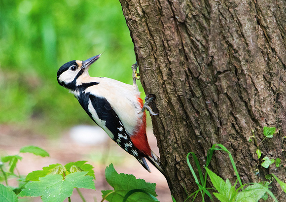 Woodpecker 3 30-5-16