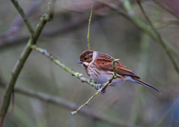 Male Reed Bunting 2 23-3-16