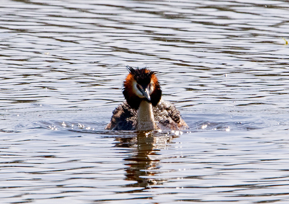 Great Crested Grebe 2 20-4-16