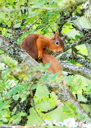 Red Squirrel 3 17-8-16