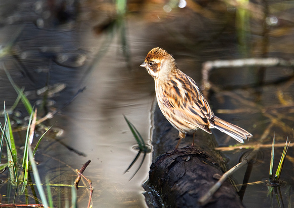 F/M Reed Bunting 3 30-3-16