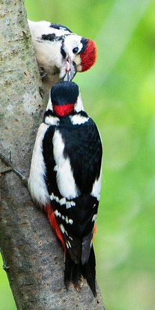 Woodpecker Feeding 19-6-16